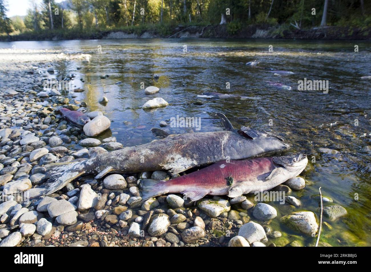 Bildnummer : 54529818 Datum : 07.10.2010 Copyright : imago/Xinhua (101011) -- COLOMBIE-BRITANNIQUE, 11 octobre 2010 (Xinhua) -- des saumons rouges morts sont vus pendant leur voyage de retour à la rivière Adams dans la province de Colombie-Britannique, Canada, 7 octobre 2010. Pas moins de 2,5 millions de saumons rouges devraient inonder la rivière Adams cette année, qui est censée être la plus grande course de saumons rouges en un siècle. Les saumons rouges pondent des œufs dans les eaux moins profondes de la rivière Adams en octobre de chaque année. Après avoir grandi pendant un an en eau douce, les jeunes poissons, également appelés alevins sockeye, migrent Banque D'Images
