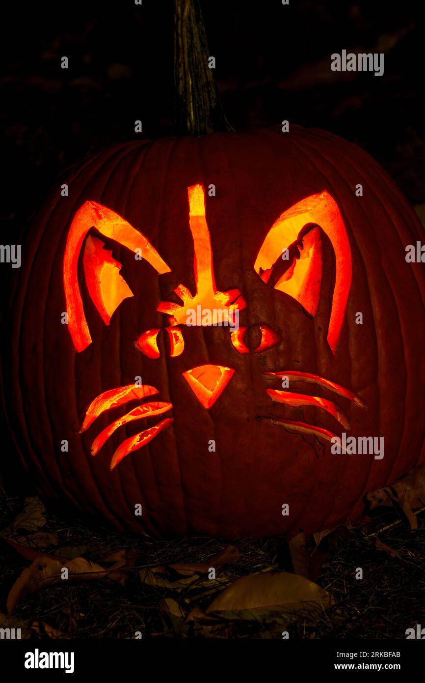 Cat Thème Halloween citrouille sculptée. Stoddard Avenue Pumpkin Glow. Dayton, Ohio, États-Unis. Banque D'Images