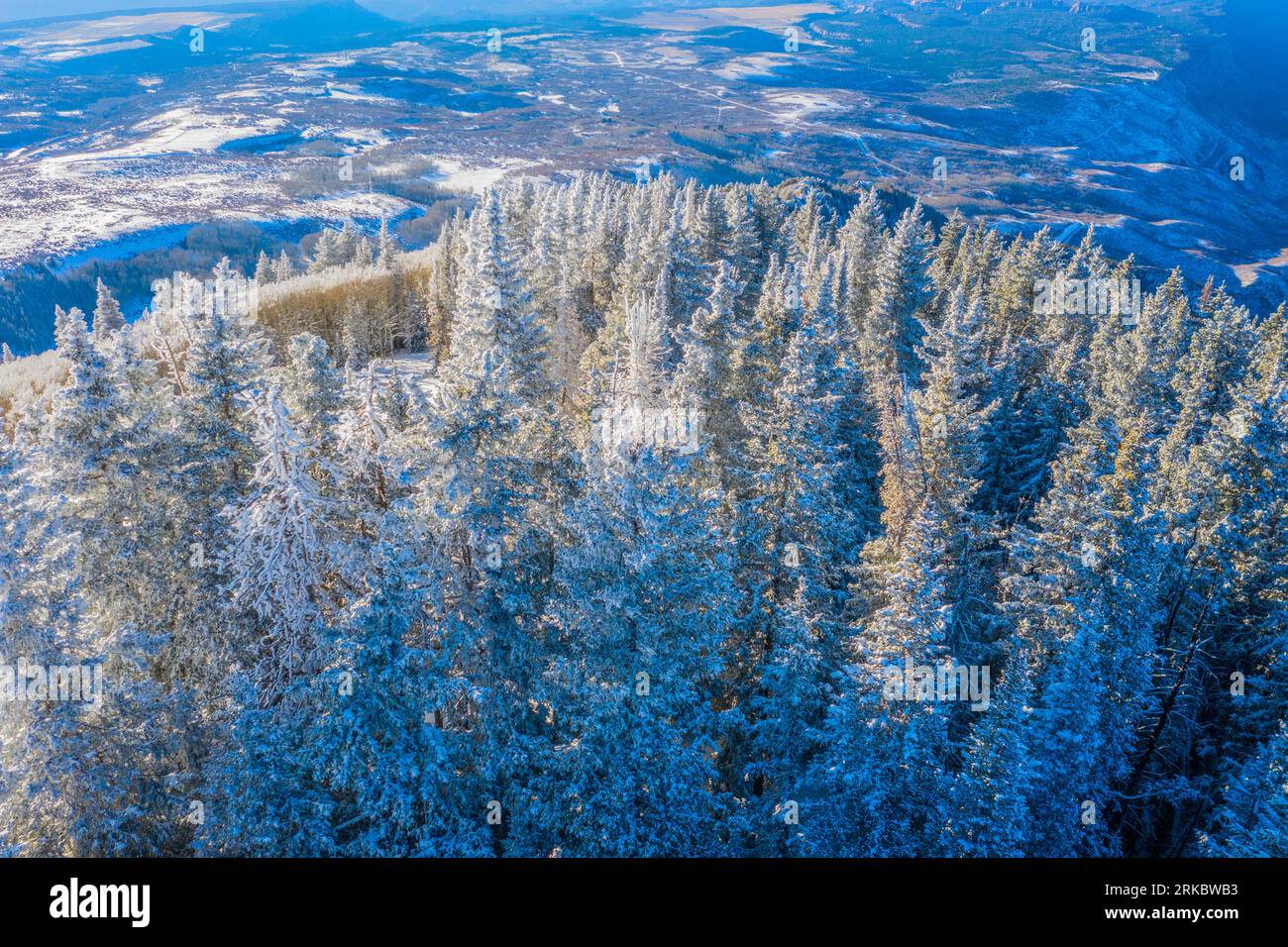 Arbres givrés et désert en contrebas, forêt nationale de Manti-la Sal, Utah, canyons du fleuve Colorado près de Moab Banque D'Images