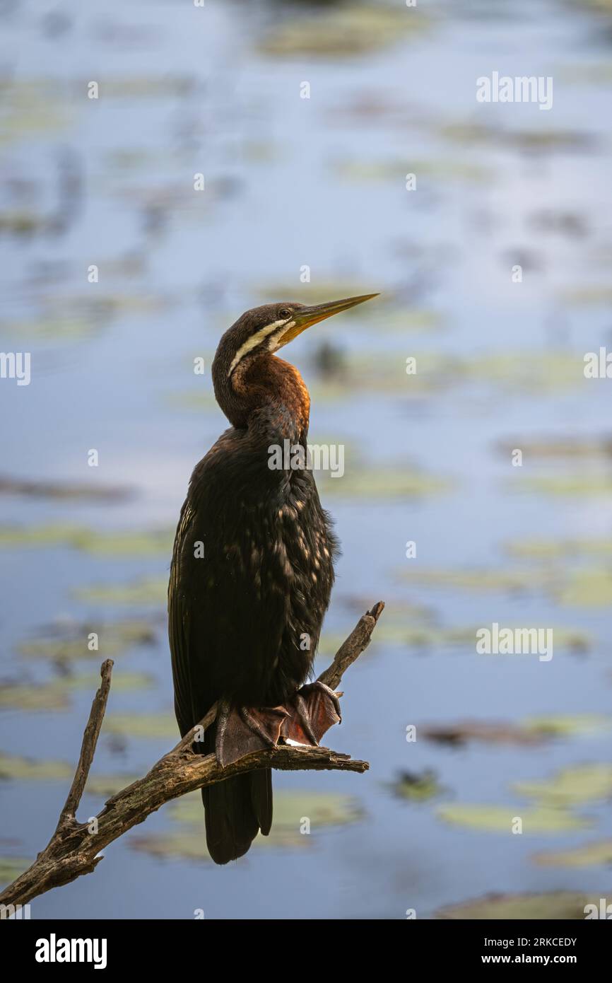 Un dard australasien mâle, est perché sur une branche d'arbre tombée surplombant un lagon et asséchant son plumage. Banque D'Images