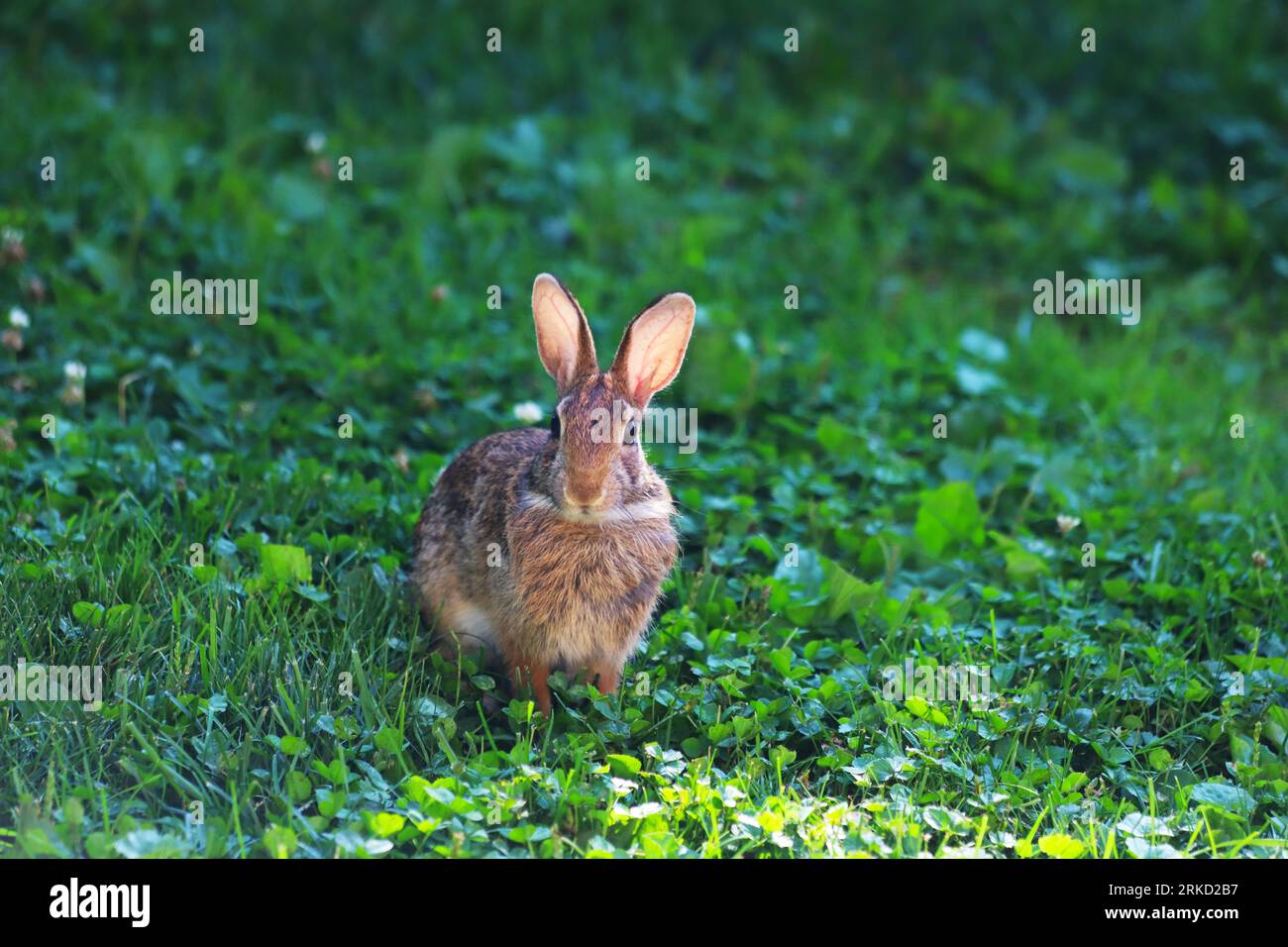 Tir moyen d'un lapin à queue de coton dans une cour herbeuse. Banque D'Images