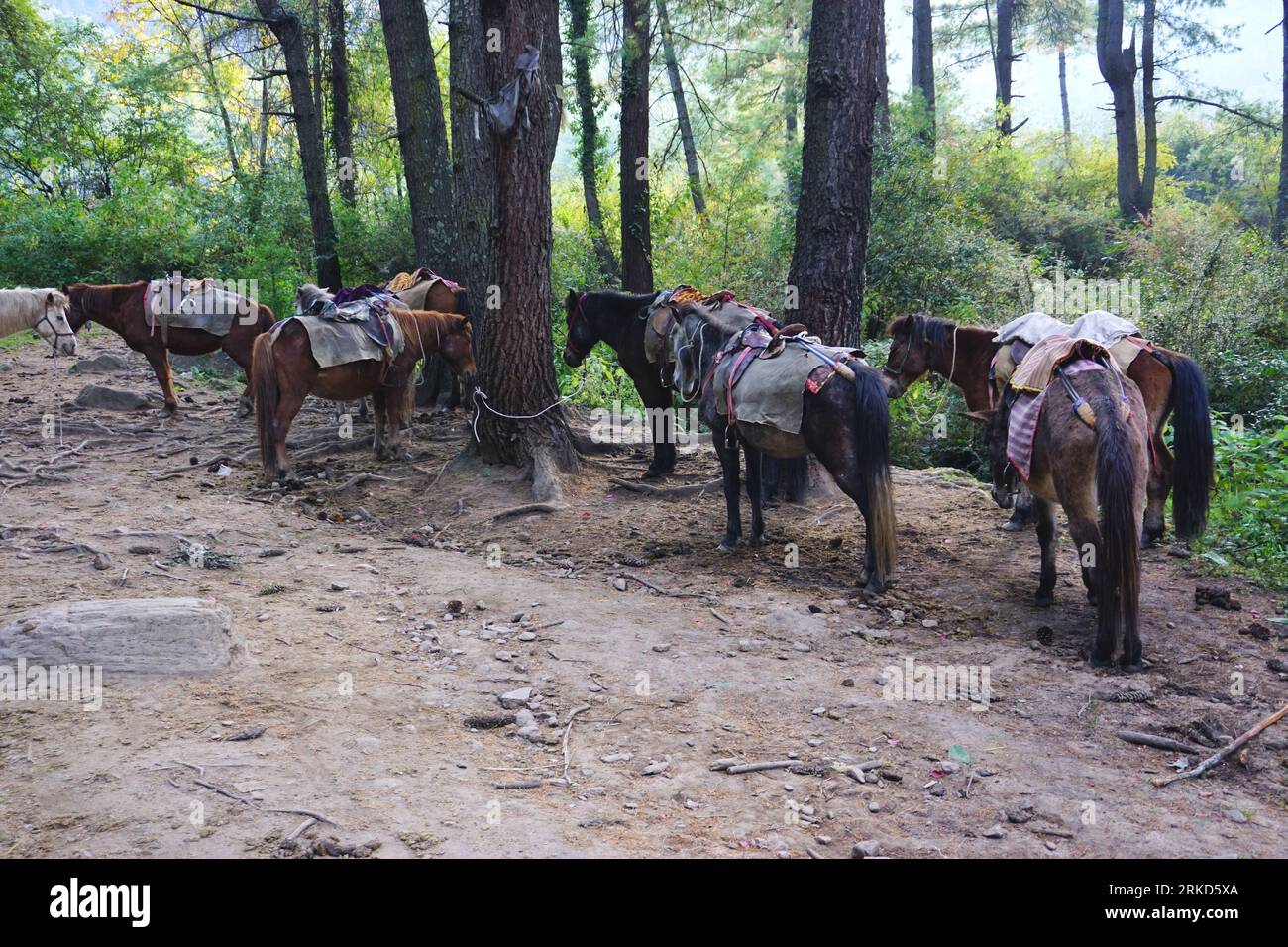 Chevaux et poneys attendent les cavaliers au pied du sentier accidenté qui remonte la montagne jusqu'au célèbre monastère du nid de tigre (Taktsang) près de Paro, au Bhoutan. Banque D'Images