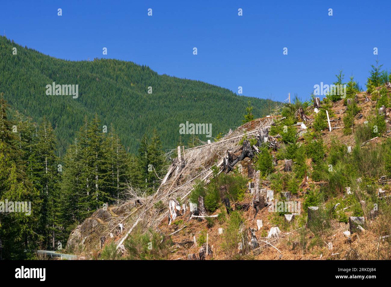 Une scène forestière avec des preuves d'opérations forestières près de Port Renfrew, île de Vancouver, Colombie-Britannique, Canada. Banque D'Images