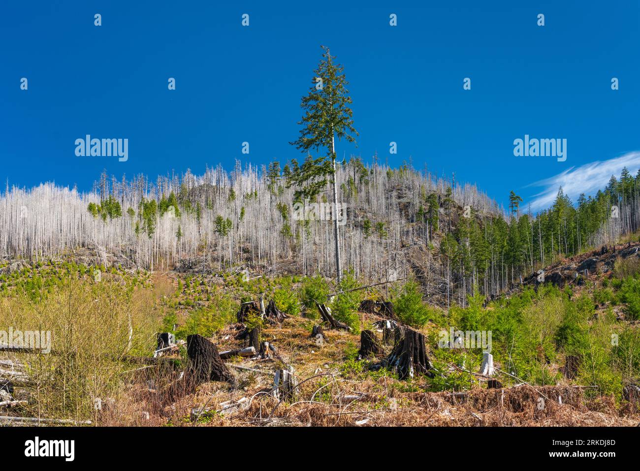 Une scène forestière avec des preuves d'opérations forestières près de Port Renfrew, île de Vancouver, Colombie-Britannique, Canada. Banque D'Images