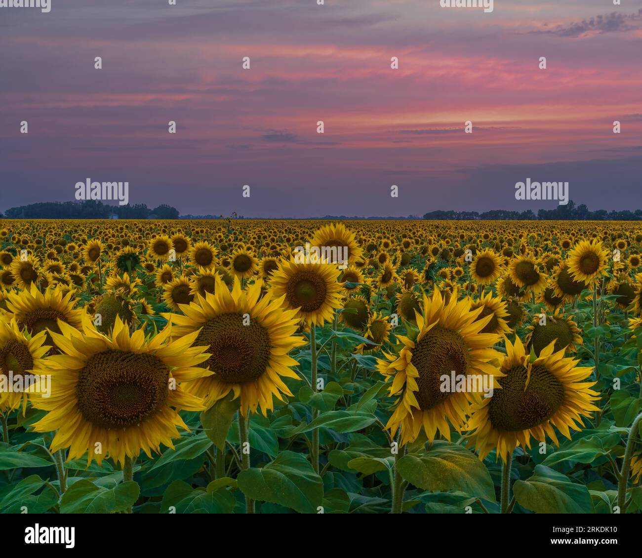 Un champ de tournesols au coucher du soleil près de Plum Coulee, Manitoba, Canada. Banque D'Images