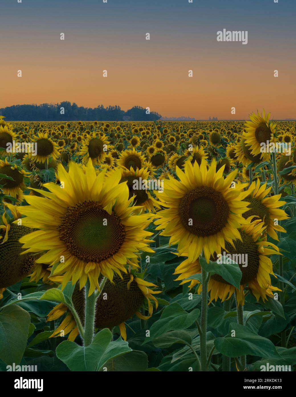 Un champ de tournesols au coucher du soleil près de Plum Coulee, Manitoba, Canada. Banque D'Images