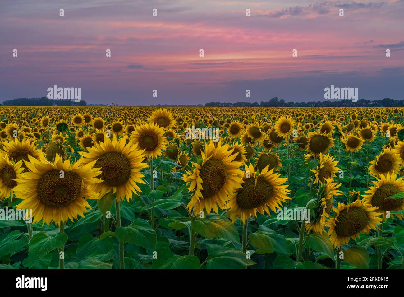 Un champ de tournesols au coucher du soleil près de Plum Coulee, Manitoba, Canada. Banque D'Images