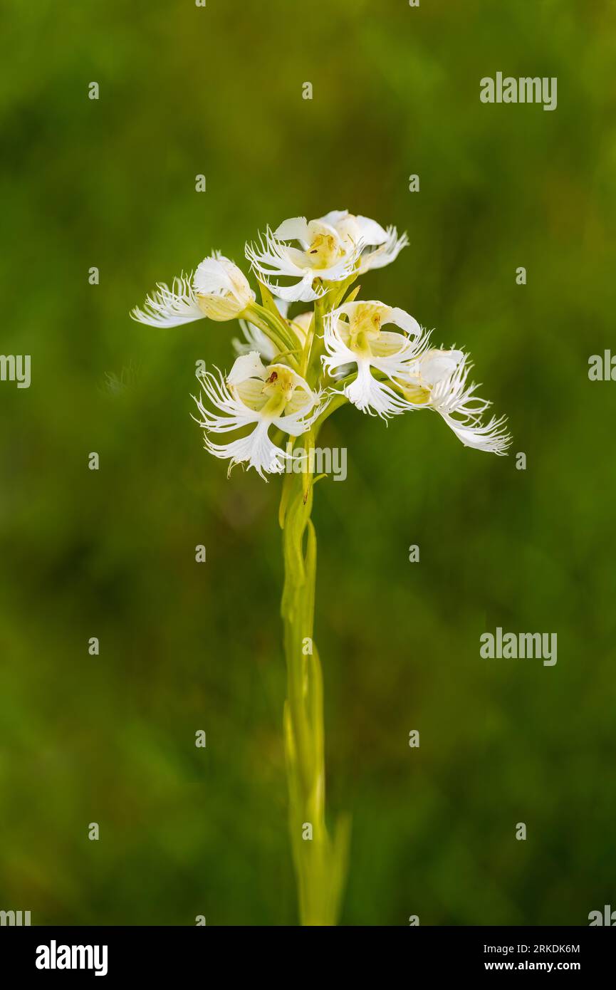 L'orchidée frangée des Prairies de l'Ouest fleurissant dans la réserve de prairie de Tall Grass près de Stuartburn, Manitoba, Canada. Banque D'Images