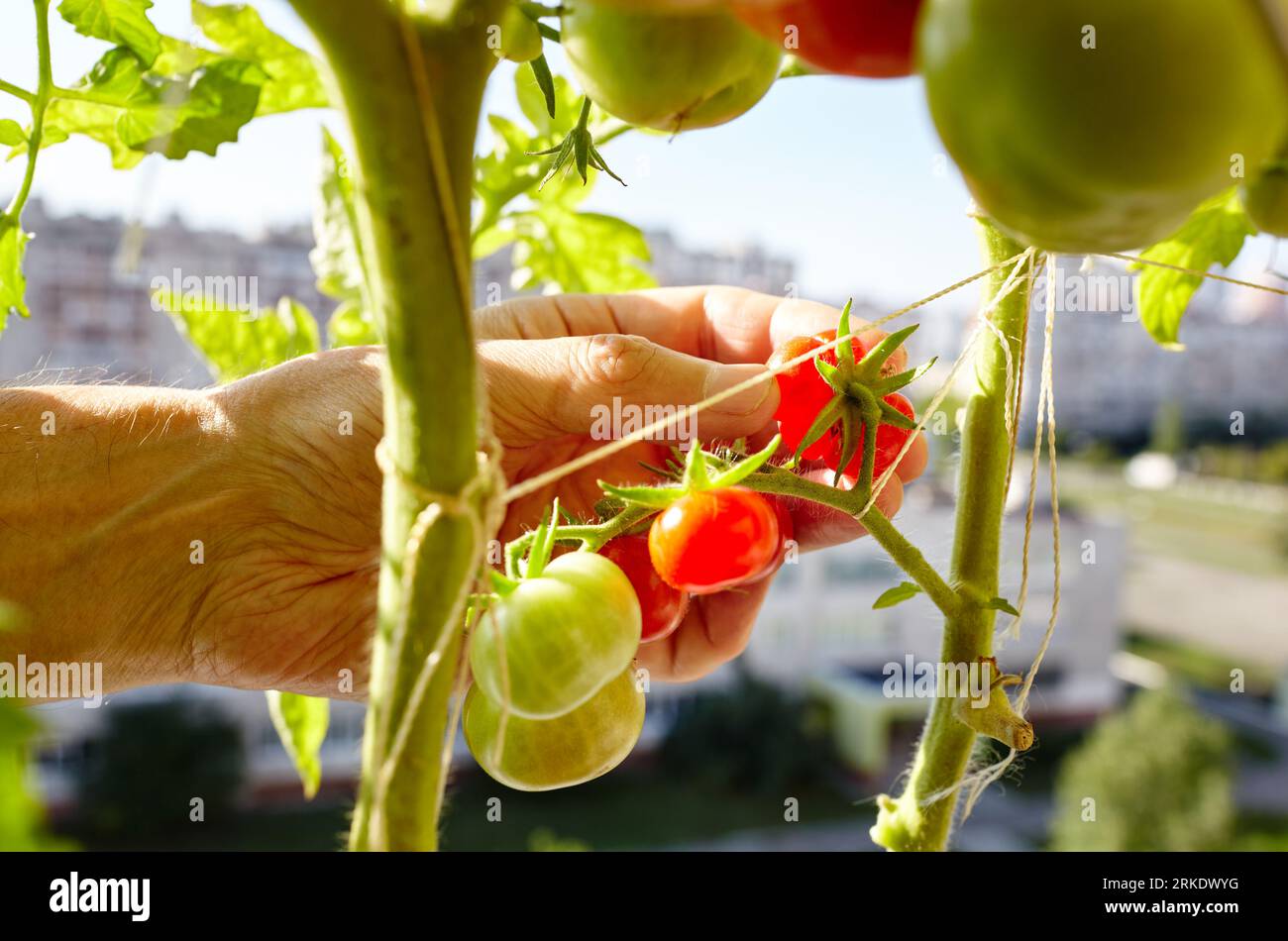 Les mains des hommes ramasse la plante de tomate. Agriculteur homme jardinage dans la serre à la maison Banque D'Images