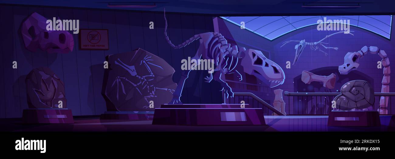 Salle de musée de nuit avec squelettes de dinosaures et pierres fossiles. Illustration vectorielle de dessin animé d'expositions archéologiques sur des stands, des roches anciennes avec préhisto Illustration de Vecteur