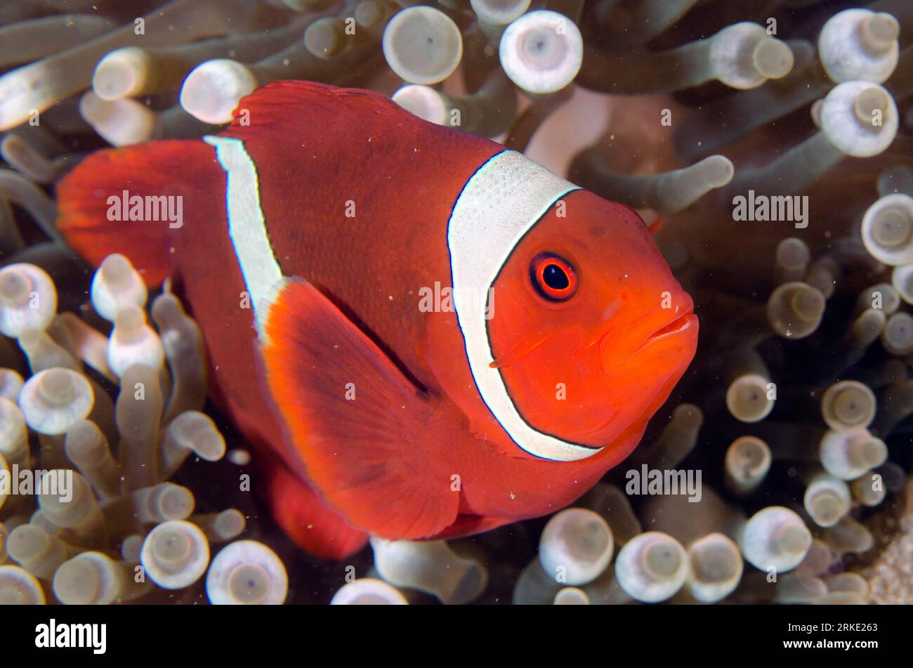 Anémonefish Spinecheek, Premnas biaculeatus, dans Bubble Tip Anemone, Entacmaea quadricolor, site de plongée de Laha, Ambon, Maluku, mer de Banda, Indonésie Banque D'Images