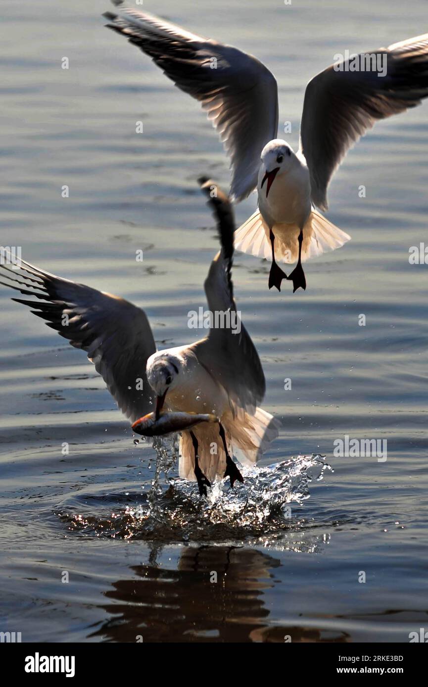Bildnummer : 55045946 Datum : 20.03.2011 Copyright : imago/Xinhua (110320) -- QINGDAO, 20 mars 2011 (Xinhua) -- les mouettes de mer se poursuivent dans la baie de Qingdao, province du Shandong dans l'est de la Chine, 20 mars 2011. Qingdao a lancé une activité de protection des mouettes marines en 1994. Grâce au renforcement de la sensibilisation des populations à la protection de l environnement, plus de 20 000 goélands de près de dix espèces ont choisi de passer leur hiver dans la baie de Qingdao cette année. (Xinhua/Li Ziheng) (mcg) CHINE-SHANDONG-QINGDAO-MOUETTE DE MER (CN) PUBLICATIONxNOTxINxCHN Gesellschaft Tiere Möwe kbdig xcb xo0x 2011 hoch Bildnummer 55045946 Date Banque D'Images