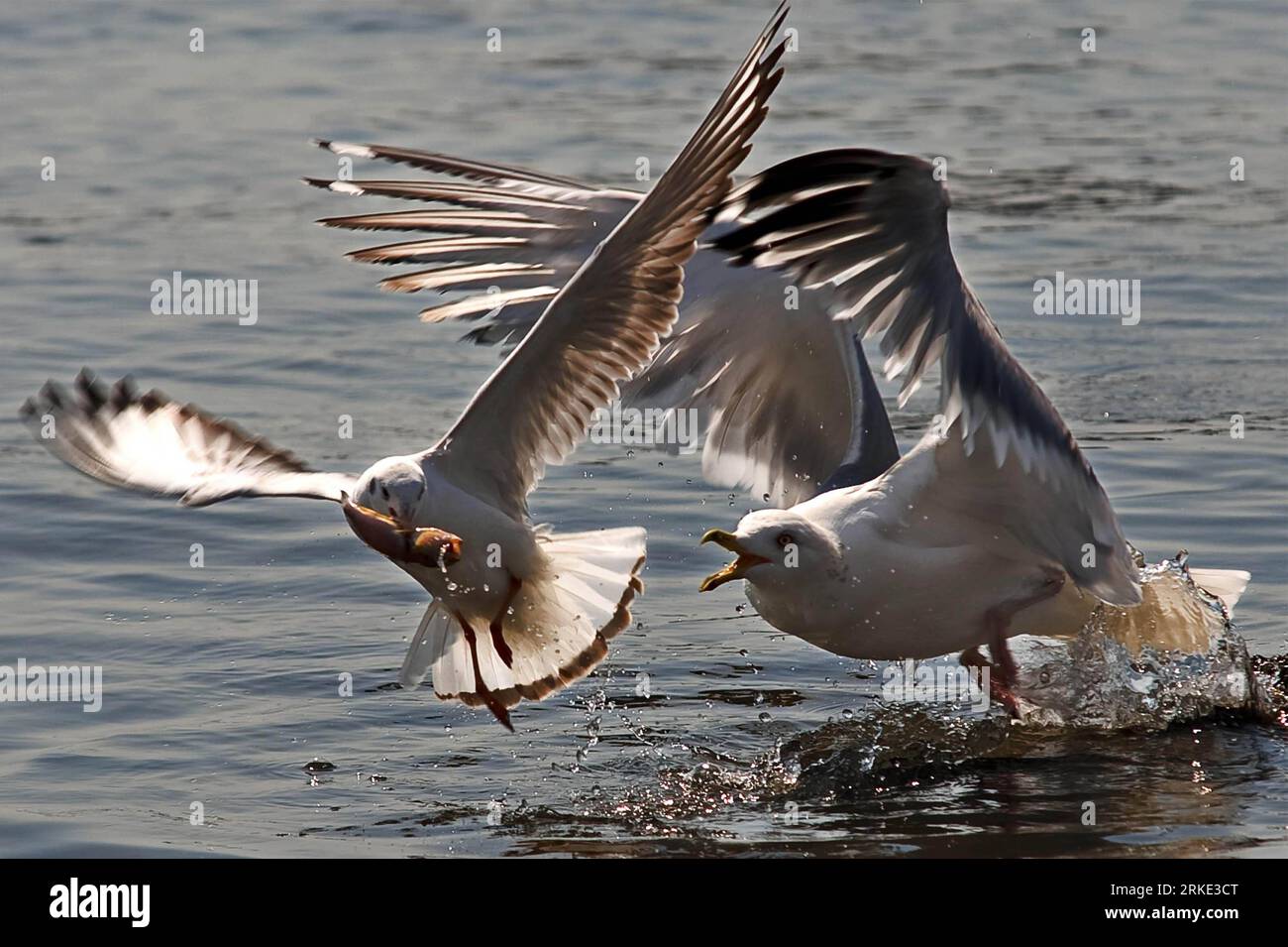 Bildnummer : 55045945 Datum : 20.03.2011 Copyright : imago/Xinhua (110320) -- QINGDAO, 20 mars 2011 (Xinhua) -- les mouettes de mer se poursuivent dans la baie de Qingdao, province du Shandong dans l'est de la Chine, 20 mars 2011. Qingdao a lancé une activité de protection des mouettes marines en 1994. Grâce au renforcement de la sensibilisation des populations à la protection de l environnement, plus de 20 000 goélands de près de dix espèces ont choisi de passer leur hiver dans la baie de Qingdao cette année. (Xinhua/Li Ziheng) (mcg) CHINE-SHANDONG-QINGDAO-MOUETTE DE MER (CN) PUBLICATIONxNOTxINxCHN Gesellschaft Tiere Möwe kbdig xcb xo0x 2011 quer Bildnummer 55045945 Date Banque D'Images