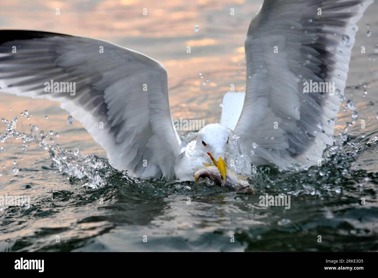 Bildnummer : 55045948 Datum : 20.03.2011 Copyright : imago/Xinhua (110320) -- QINGDAO, 20 mars 2011 (Xinhua) -- Une mouette cherche de la nourriture dans l'eau de la baie de Qingdao, province du Shandong dans l'est de la Chine, 20 mars 2011. Qingdao a lancé une activité de protection des mouettes marines en 1994. Grâce au renforcement de la sensibilisation des populations à la protection de l environnement, plus de 20 000 goélands de près de dix espèces ont choisi de passer leur hiver dans la baie de Qingdao cette année. (Xinhua/Li Ziheng) (mcg) CHINE-SHANDONG-QINGDAO-MOUETTE DE MER (CN) PUBLICATIONxNOTxINxCHN Gesellschaft Tiere Möwe kbdig xcb xo0x 2011 quer Bildnummer 55 Banque D'Images