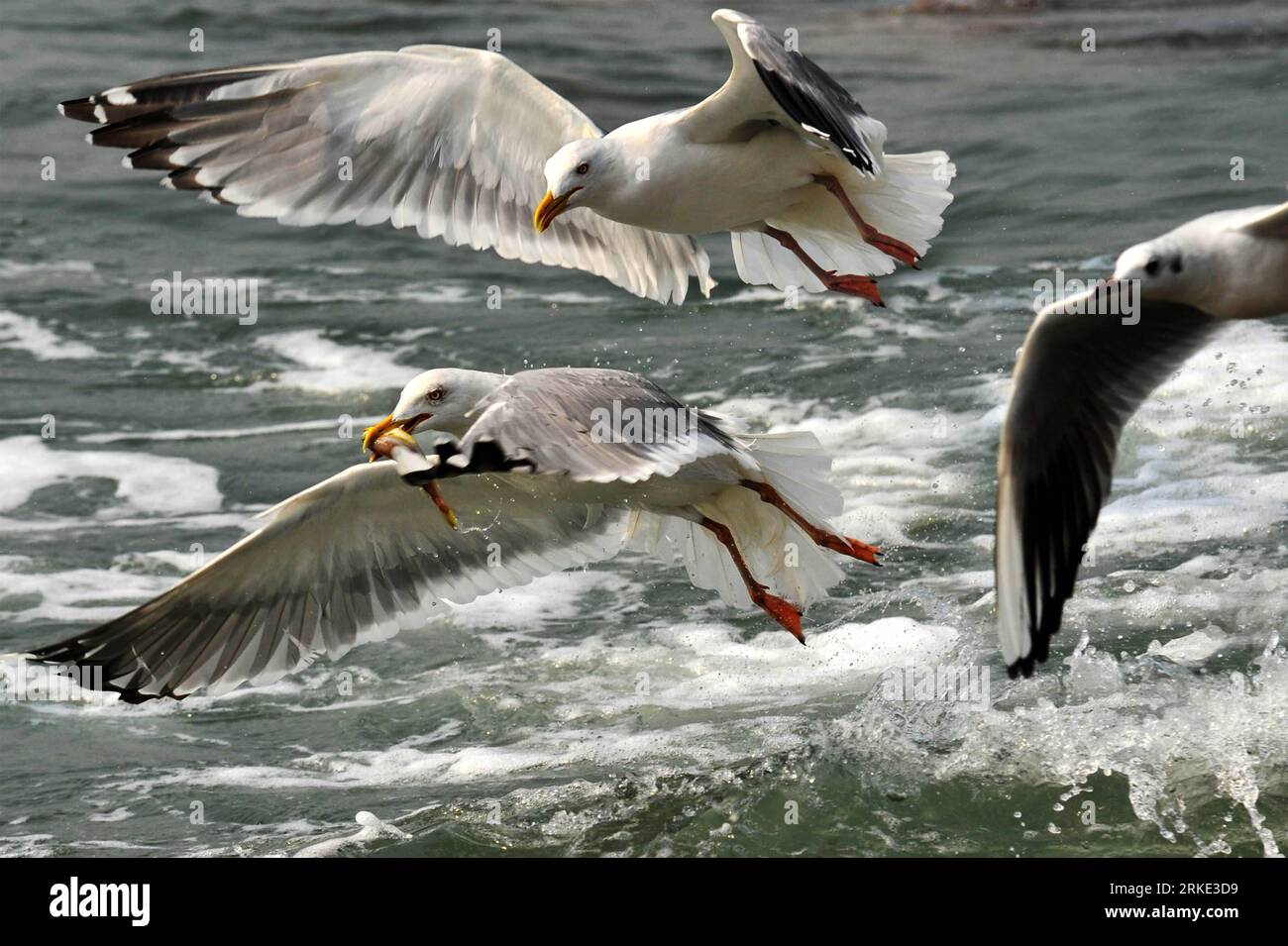 Bildnummer : 55045947 Datum : 20.03.2011 Copyright : imago/Xinhua (110320) -- QINGDAO, 20 mars 2011 (Xinhua) -- les mouettes de mer chassent au-dessus de l'eau de la baie de Qingdao, province du Shandong dans l'est de la Chine, 20 mars 2011. Qingdao a lancé une activité de protection des mouettes marines en 1994. Grâce au renforcement de la sensibilisation des populations à la protection de l environnement, plus de 20 000 goélands de près de dix espèces ont choisi de passer leur hiver dans la baie de Qingdao cette année. (Xinhua/Li Ziheng) (mcg) CHINE-SHANDONG-QINGDAO-MOUETTE DE MER (CN) PUBLICATIONxNOTxINxCHN Gesellschaft Tiere Möwe kbdig xcb xo0x 2011 quer Bildnummer 55045947 D. Banque D'Images