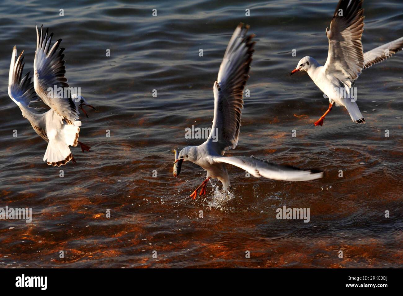 Bildnummer : 55045951 Datum : 20.03.2011 Copyright : imago/Xinhua (110320) -- QINGDAO, 20 mars 2011 (Xinhua) -- les mouettes de mer chassent au-dessus de l'eau de la baie de Qingdao, province du Shandong dans l'est de la Chine, 20 mars 2011. Qingdao a lancé une activité de protection des mouettes marines en 1994. Grâce au renforcement de la sensibilisation des populations à la protection de l environnement, plus de 20 000 goélands de près de dix espèces ont choisi de passer leur hiver dans la baie de Qingdao cette année. (Xinhua/Li Ziheng) (mcg) CHINE-SHANDONG-QINGDAO-MOUETTE DE MER (CN) PUBLICATIONxNOTxINxCHN Gesellschaft Tiere Möwe kbdig xcb xo0x 2011 quer Bildnummer 55045951 D. Banque D'Images