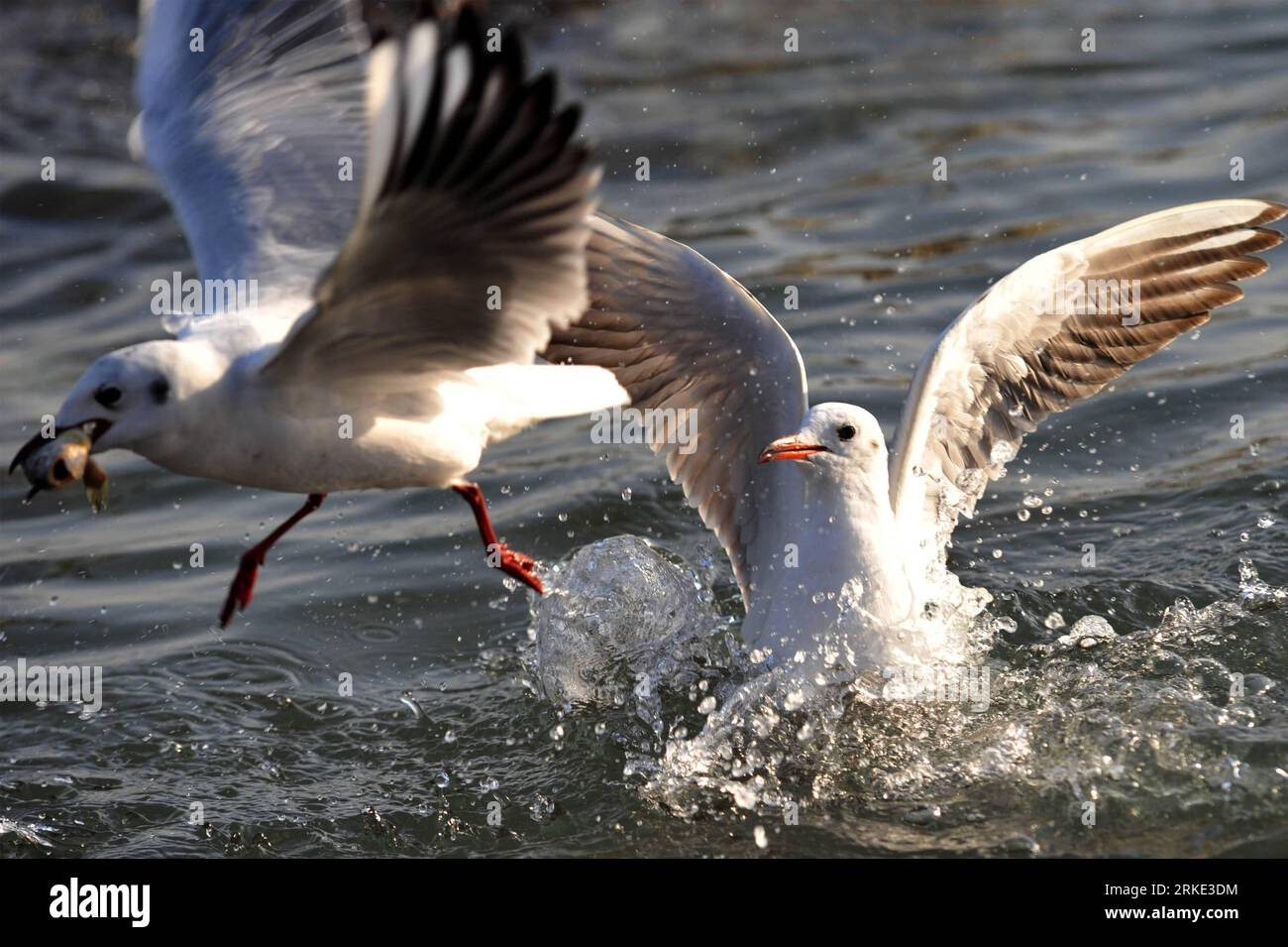 Bildnummer : 55045950 Datum : 20.03.2011 Copyright : imago/Xinhua (110320) -- QINGDAO, 20 mars 2011 (Xinhua) -- les mouettes de mer cherchent de la nourriture dans la baie de Qingdao, province du Shandong dans l'est de la Chine, 20 mars 2011. Qingdao a lancé une activité de protection des mouettes marines en 1994. Grâce au renforcement de la sensibilisation des populations à la protection de l environnement, plus de 20 000 goélands de près de dix espèces ont choisi de passer leur hiver dans la baie de Qingdao cette année. (Xinhua/Li Ziheng) (mcg) CHINE-SHANDONG-QINGDAO-MOUETTE DE MER (CN) PUBLICATIONxNOTxINxCHN Gesellschaft Tiere Möwe kbdig xcb xo0x 2011 quer Bildnummer 55045950 Date 20 Banque D'Images