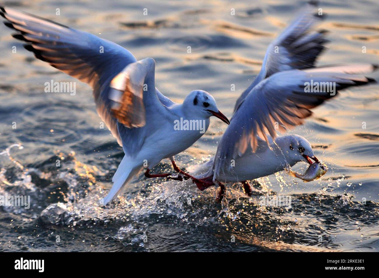 Bildnummer : 55045949 Datum : 20.03.2011 Copyright : imago/Xinhua (110320) -- QINGDAO, 20 mars 2011 (Xinhua) -- les mouettes de mer se poursuivent dans la baie de Qingdao, province du Shandong dans l'est de la Chine, 20 mars 2011. Qingdao a lancé une activité de protection des mouettes marines en 1994. Grâce au renforcement de la sensibilisation des populations à la protection de l environnement, plus de 20 000 goélands de près de dix espèces ont choisi de passer leur hiver dans la baie de Qingdao cette année. (Xinhua/Li Ziheng) (mcg) CHINE-SHANDONG-QINGDAO-MOUETTE DE MER (CN) PUBLICATIONxNOTxINxCHN Gesellschaft Tiere Möwe kbdig xcb xo0x 2011 quer Bildnummer 55045949 Date Banque D'Images