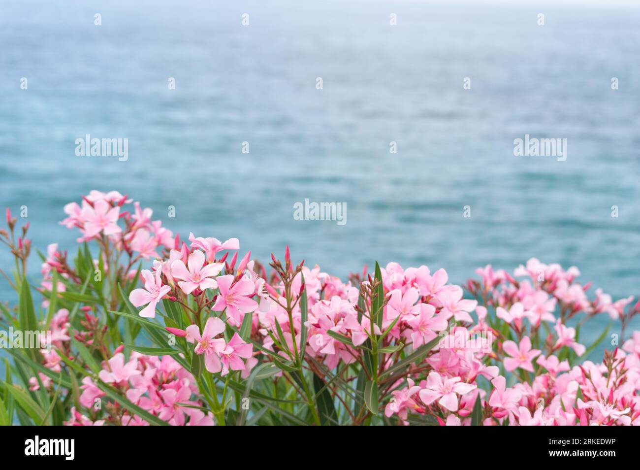 Fleurs roses à têtes multiples fleurissant à l'extérieur au bord de la mer Méditerranée Banque D'Images