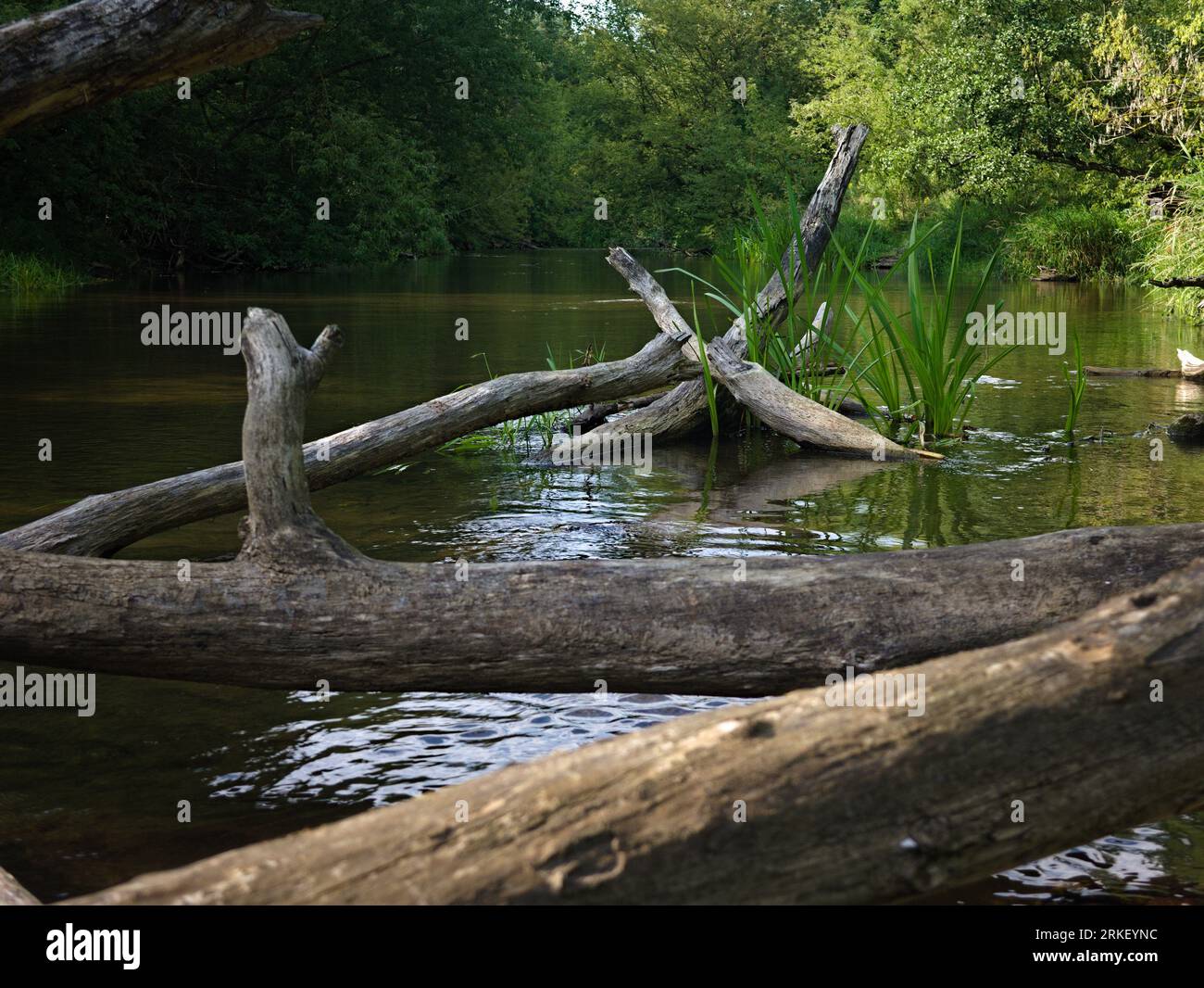 Arbre tombé et rondins dans la rivière Swider 1 Banque D'Images