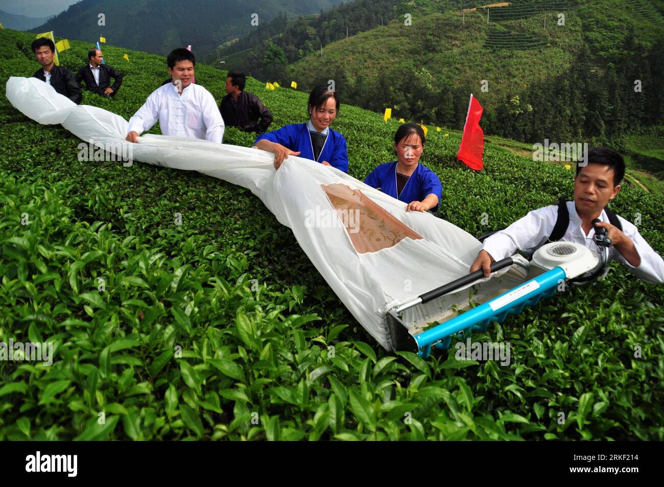 Bildnummer : 55325353 Datum : 07.05.2011 Copyright : imago/Xinhua (110508) -- SANJIANG, 8 mai 2011 (Xinhua) -- le personnel cueille le thé avec une machine à une base de thé éco-organique dans le comté de Dong, ville de Sanjiang, ville de Liuzhou, sud-ouest de la Chine Guangxi Zhuang région autonome, 7 mai 2011. La cueillette mécanisée du thé a été démontrée ici samedi. (Xinhua)(lx) CHINA-GUANGXI-TEA-MACHANIZED HARVEST (CN) PUBLICATIONxNOTxINxCHN Wirtschaft Landwirtschaft kbdig xub 2011 quer o0 Ernte Teeernte Arbeitswelten Gesellschaft Land Leute Bildnummer 55325353 Date 07 05 2011 Copyright Imago XINHUA Sanjiang May Banque D'Images