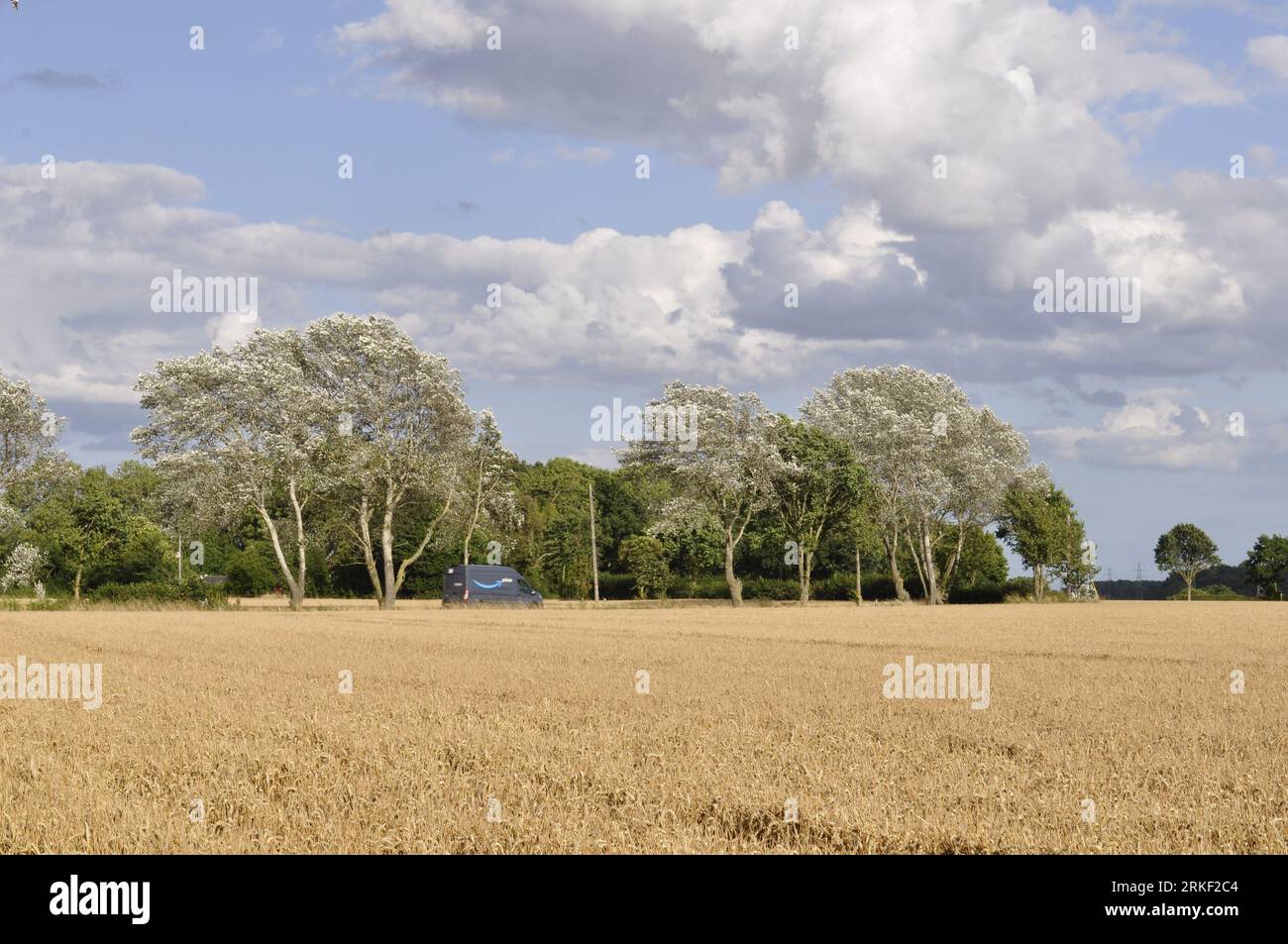 Soleil sur les saules au nord de Kettleburgh, Suffolk, Angleterre, Royaume-Uni Banque D'Images
