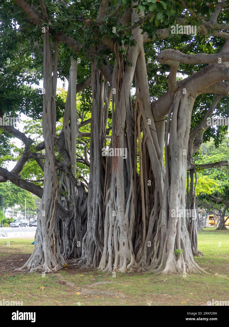 Le magnifique Banyan Tree (Ficus benghalensis) avec ses racines aériennes Banque D'Images