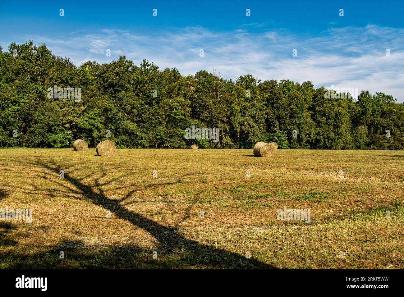 Balles sur un champ agricole Banque D'Images