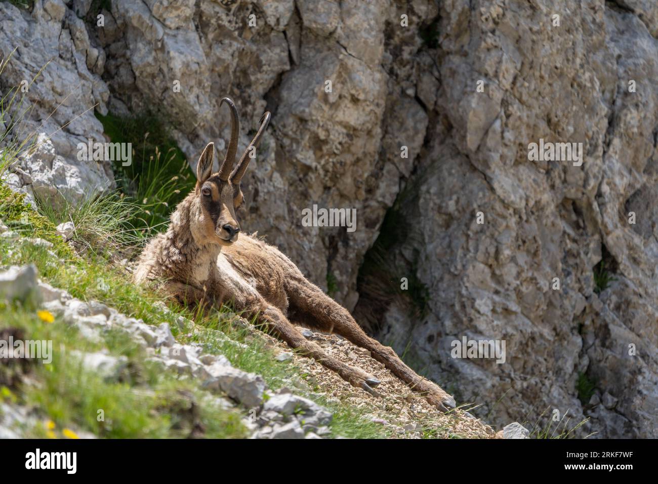 Chamois (Rupicapra rupicapra) dans le Parc National du Gran Sasso (Italie) Banque D'Images