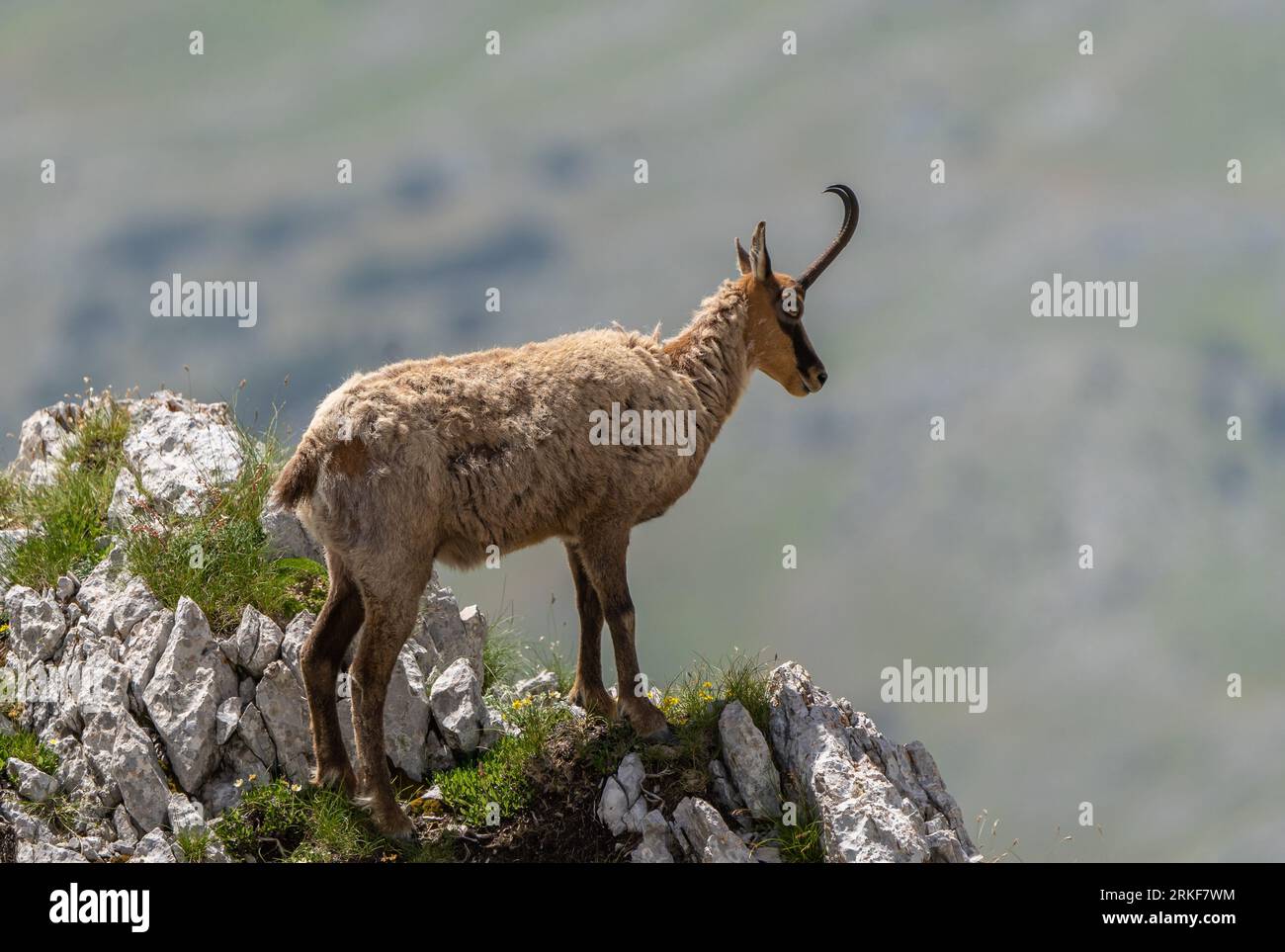 Chamois (Rupicapra rupicapra) dans le Parc National du Gran Sasso (Italie) Banque D'Images