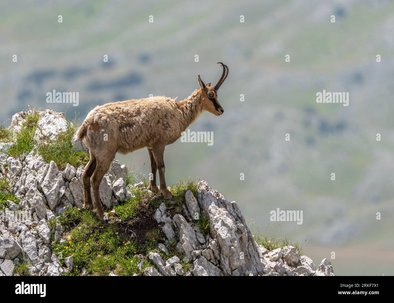 Chamois (Rupicapra rupicapra) dans le Parc National du Gran Sasso (Italie) Banque D'Images