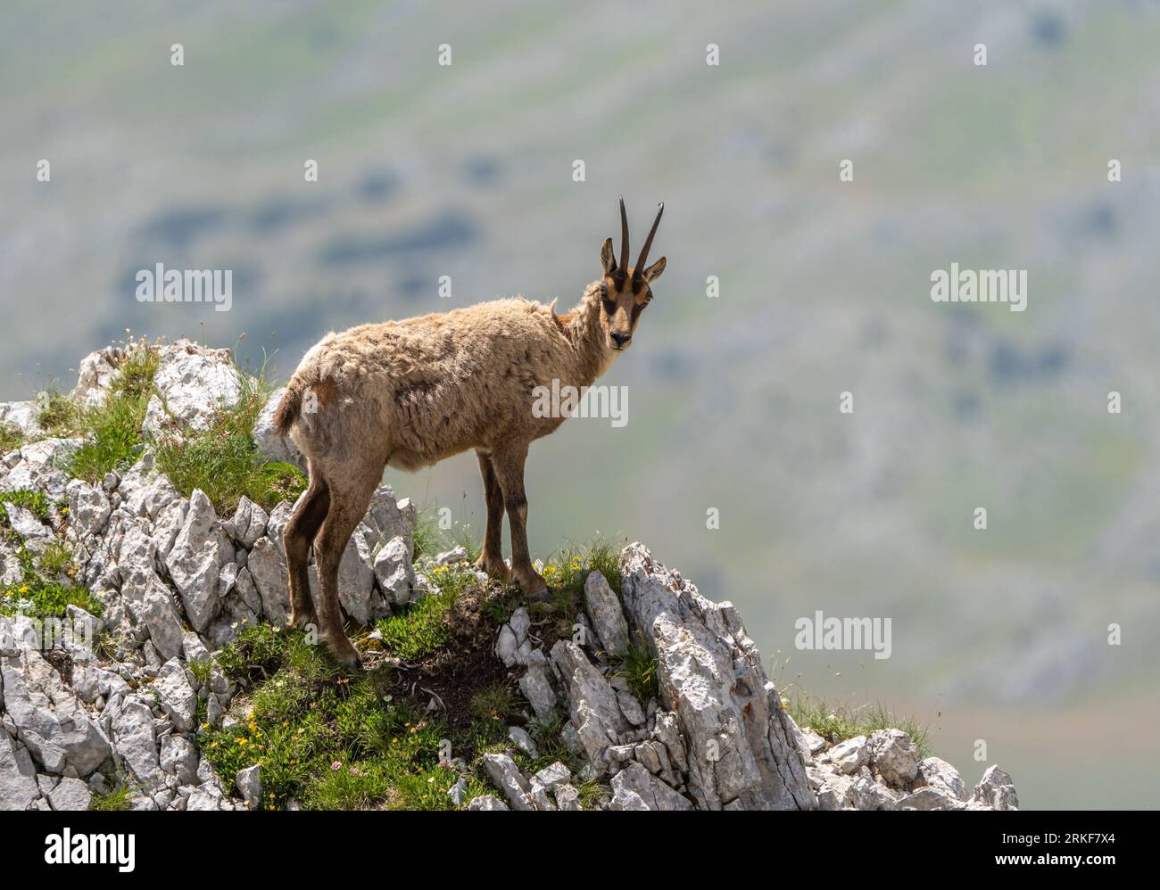 Chamois (Rupicapra rupicapra) dans le Parc National du Gran Sasso (Italie) Banque D'Images