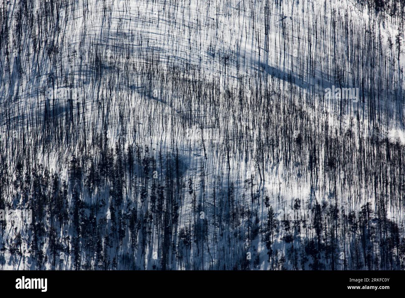 Une forêt brûlée laissée par l'incendie de Lolo Peak en hiver. Banque D'Images