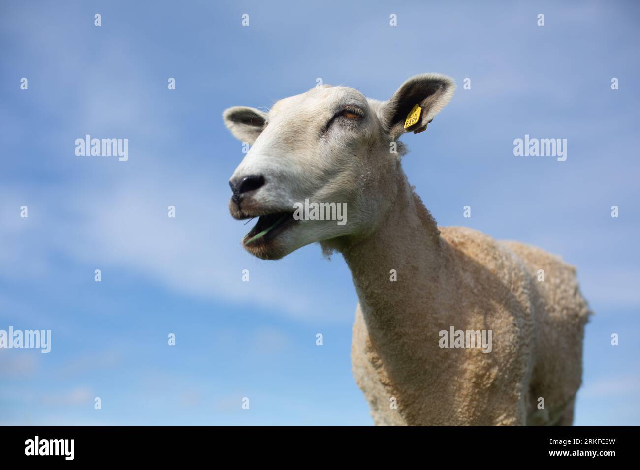 Moutons mangeant de l'herbe avec ciel bleu en arrière-plan Banque D'Images