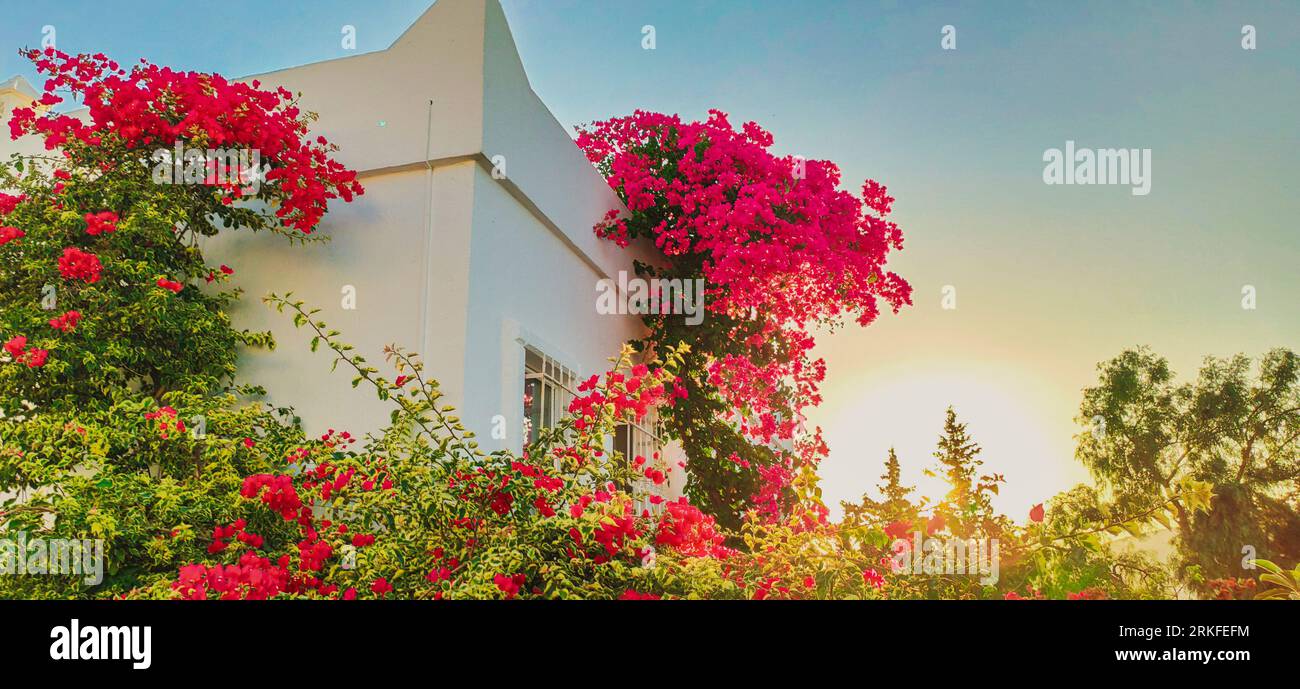 Charmante maison méditerranéenne avec de beaux bougainvilliers. Vieux bâtiments avec des fleurs et des plantes comme décoration sur le mur Banque D'Images
