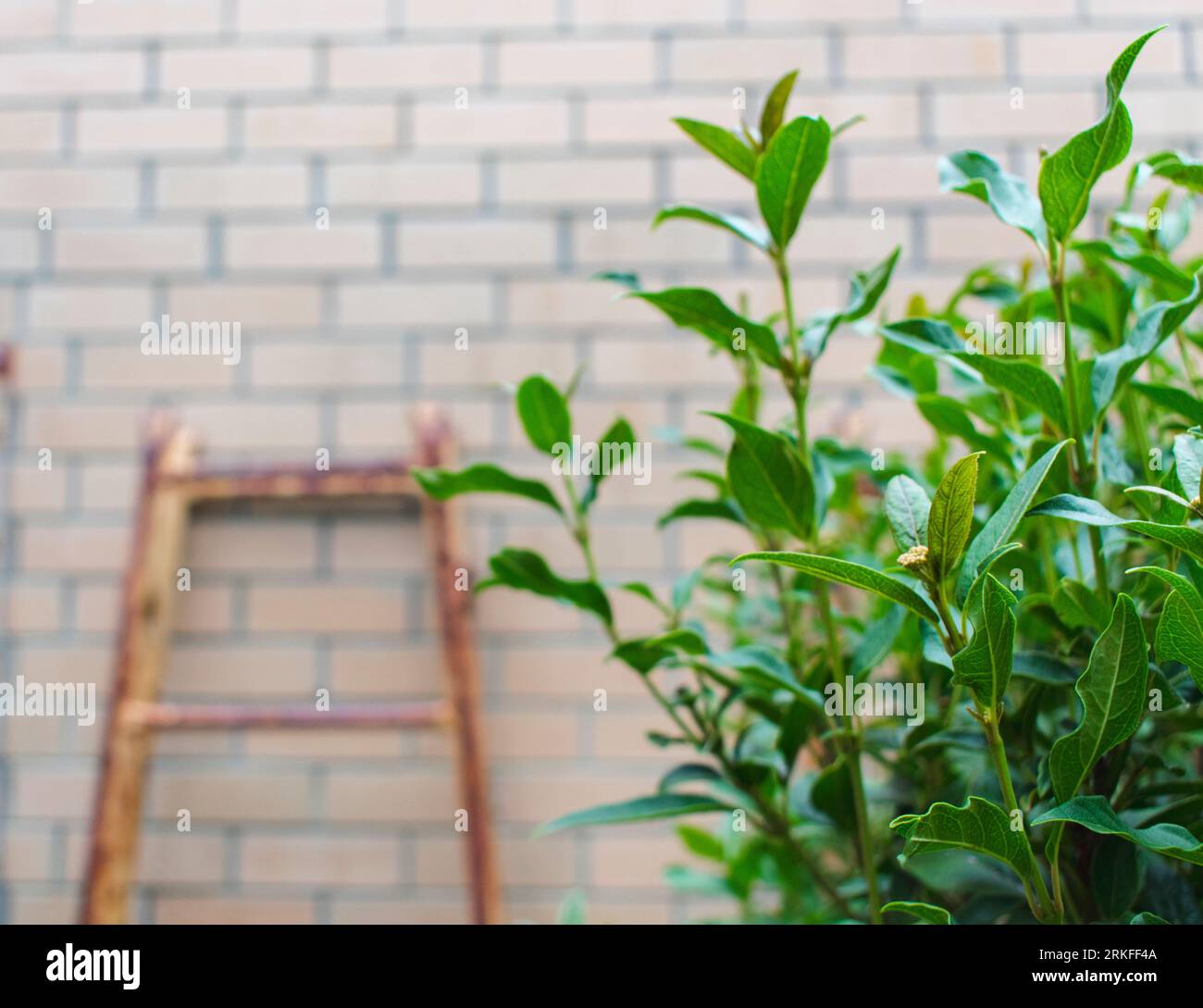 Échelle orange rouillée appuyée contre un mur de briques avec une plante verte feuilletée Banque D'Images