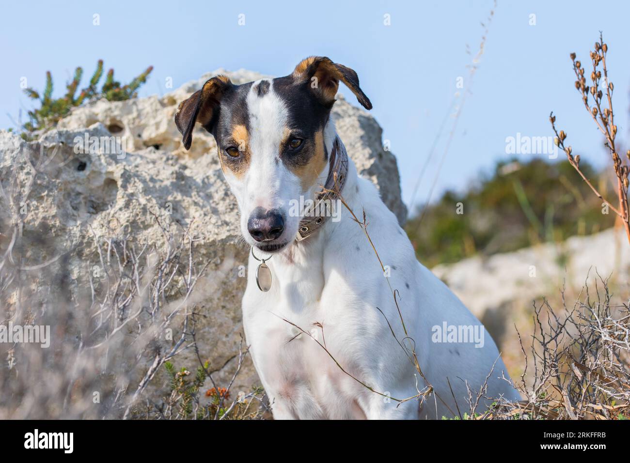 Plan rapproché du visage d'un chien de race mêlant renard terrier et pointeur croisé, avec des yeux noisetiers, dans la campagne maltaise, parmi les rochers et les buissons Banque D'Images