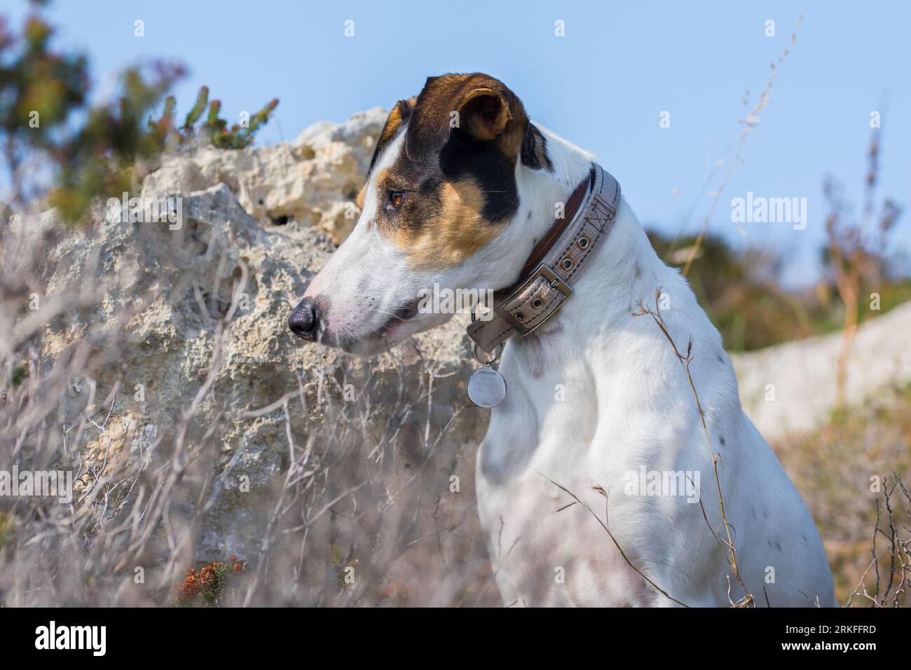 Plan rapproché du visage d'un chien de race mêlant renard terrier et pointeur croisé, avec des yeux noisetiers, dans la campagne maltaise, parmi les rochers et les buissons Banque D'Images