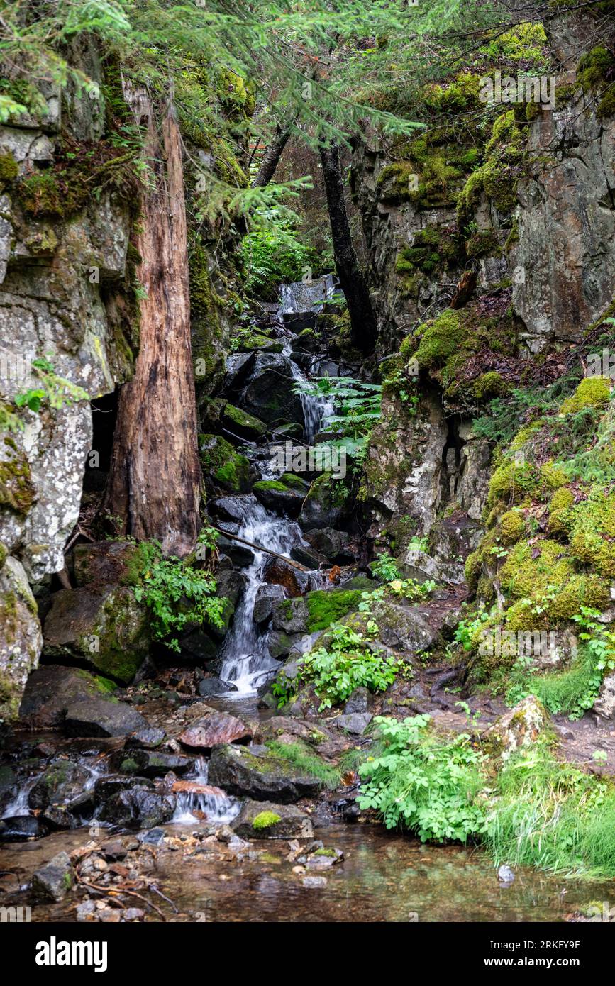 Une scène tranquille avec un ruisseau peu profond coulant doucement devant un arbre luxuriant entouré d'un feuillage luxuriant Banque D'Images