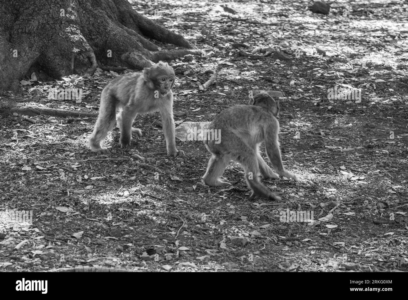 Deux jeunes macaques barbaresques, Macaca sylvanus, chassant et courant l'un après l'autre dans la campagne du Maroc, en Afrique du Nord Banque D'Images