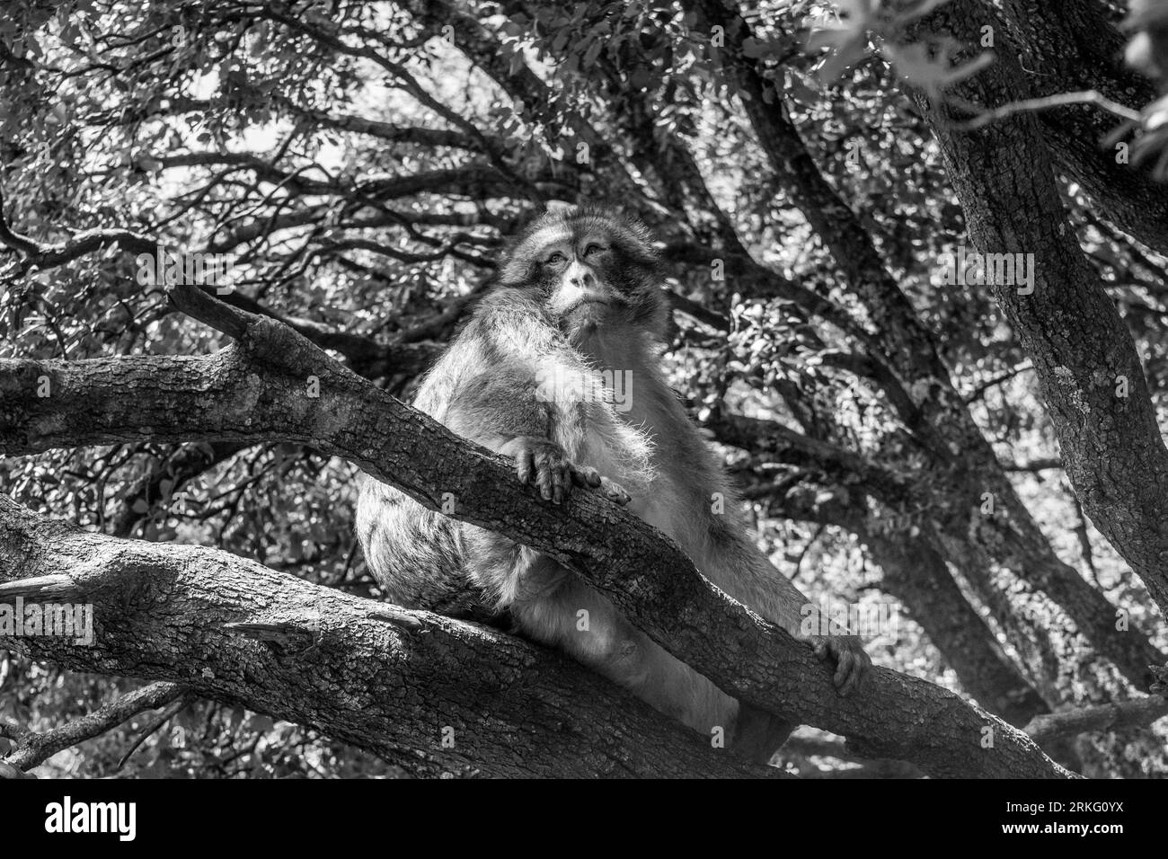 Un macaque barbare sauvage (Macaca sylvanus), assis dans un arbre attendant les cacahuètes et la nourriture des touristes, au Maroc Banque D'Images