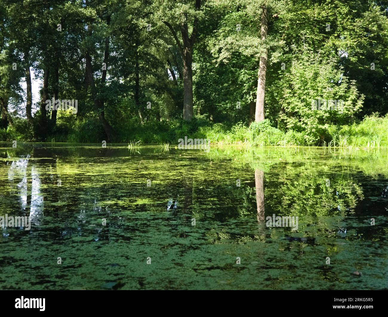 Parc Konstancin étang avec des reflets d'arbres Banque D'Images