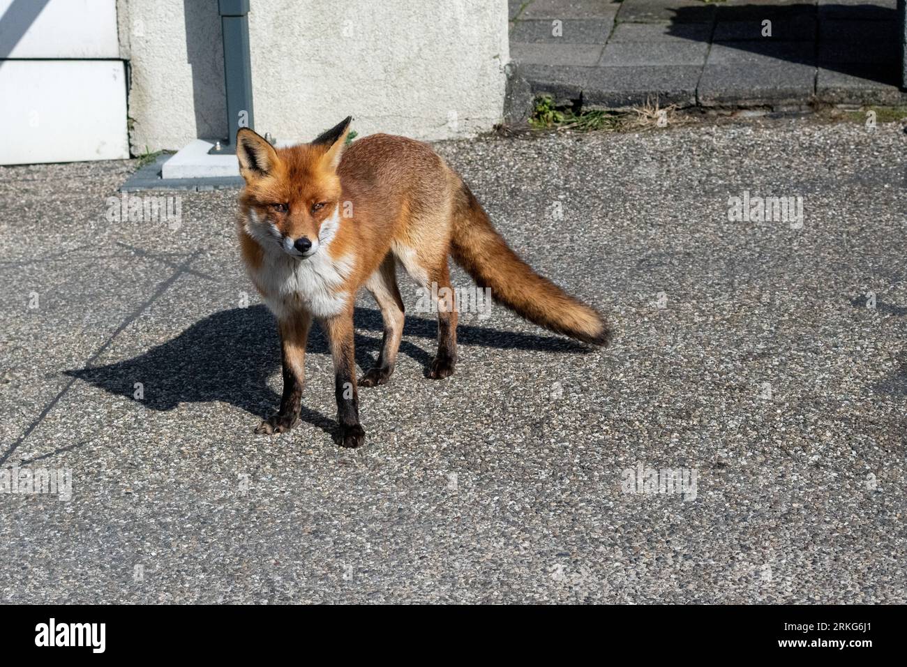 Fox dans le parking Banque D'Images