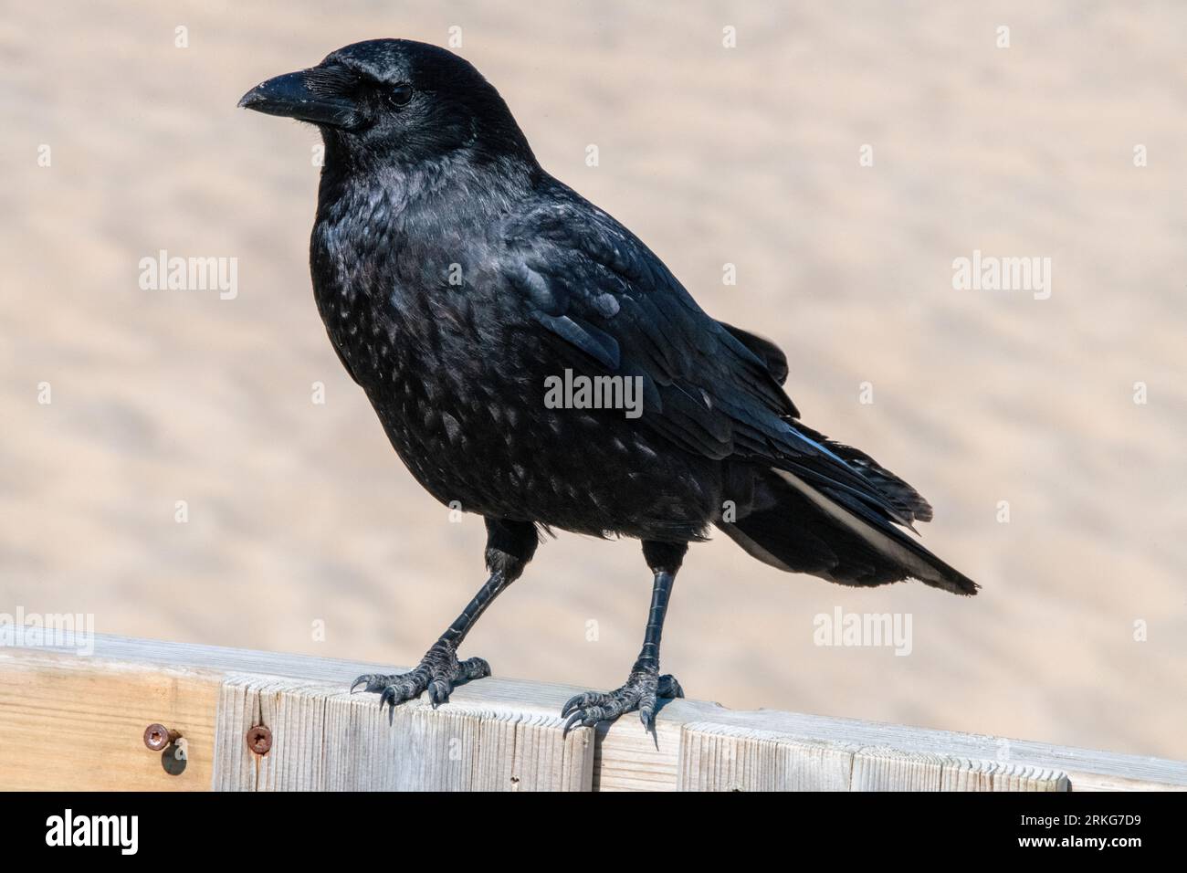 Raven sur la plage Banque D'Images