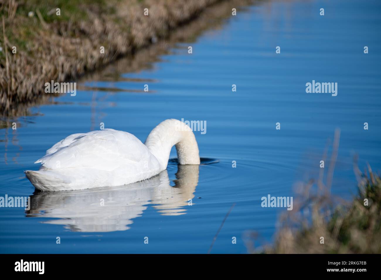 Cygne qui vient d'insérer sa tête sous l'eau Banque D'Images