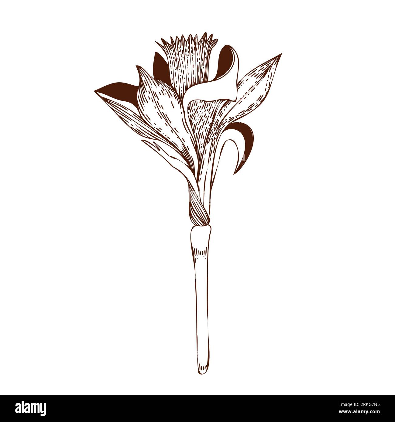 Illustration vectorielle. Fleur de Narcisse dessinée sur un comprimé en brun foncé sur un fond blanc. Pour la conception de cartes postales, invitations, pour la conception Illustration de Vecteur