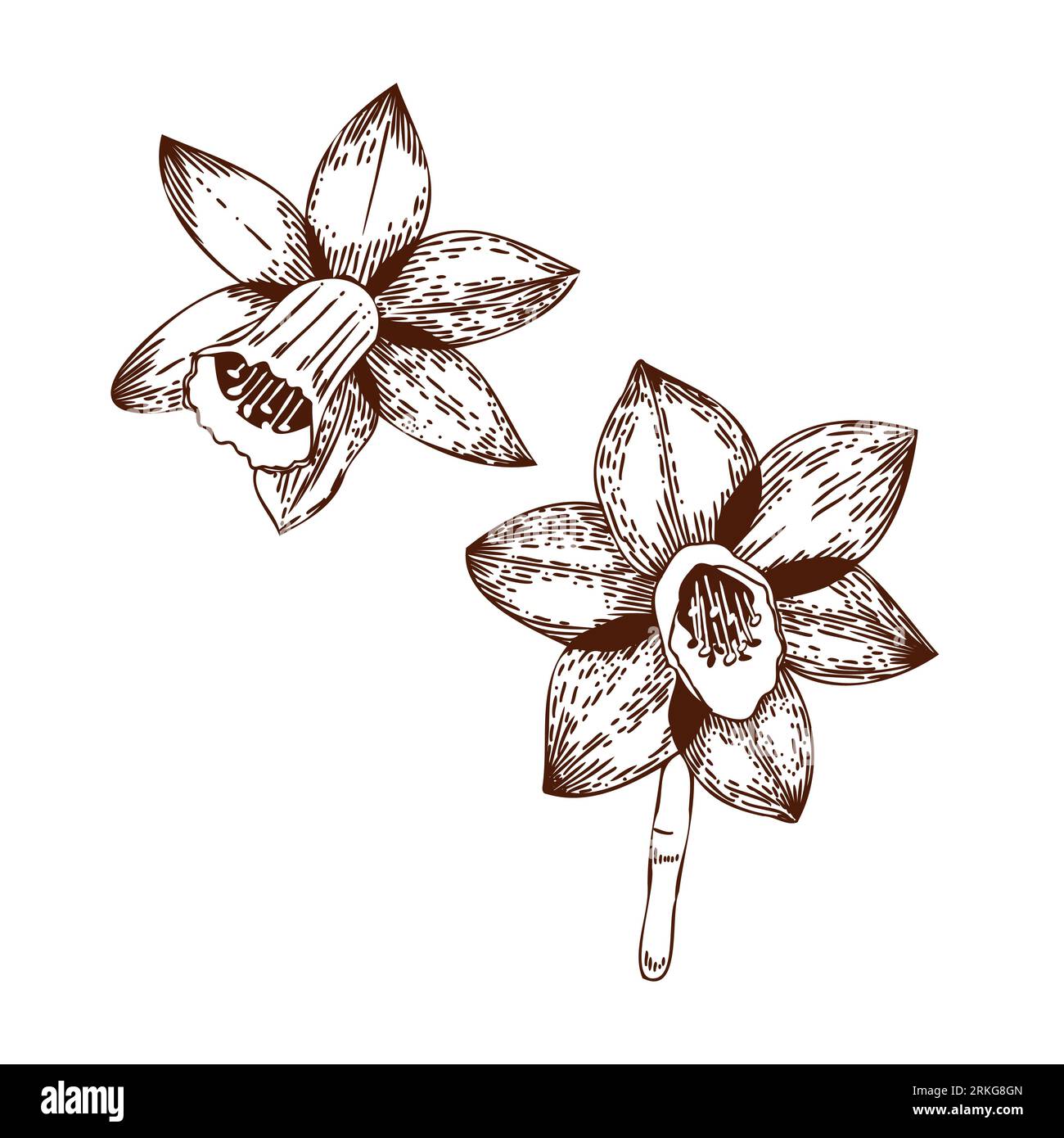 Illustration vectorielle. Fleurs de Narcisse dessinées sur une tablette en vecteur brun foncé sur fond blanc. Pour la conception de cartes postales, invitations, pour le Illustration de Vecteur