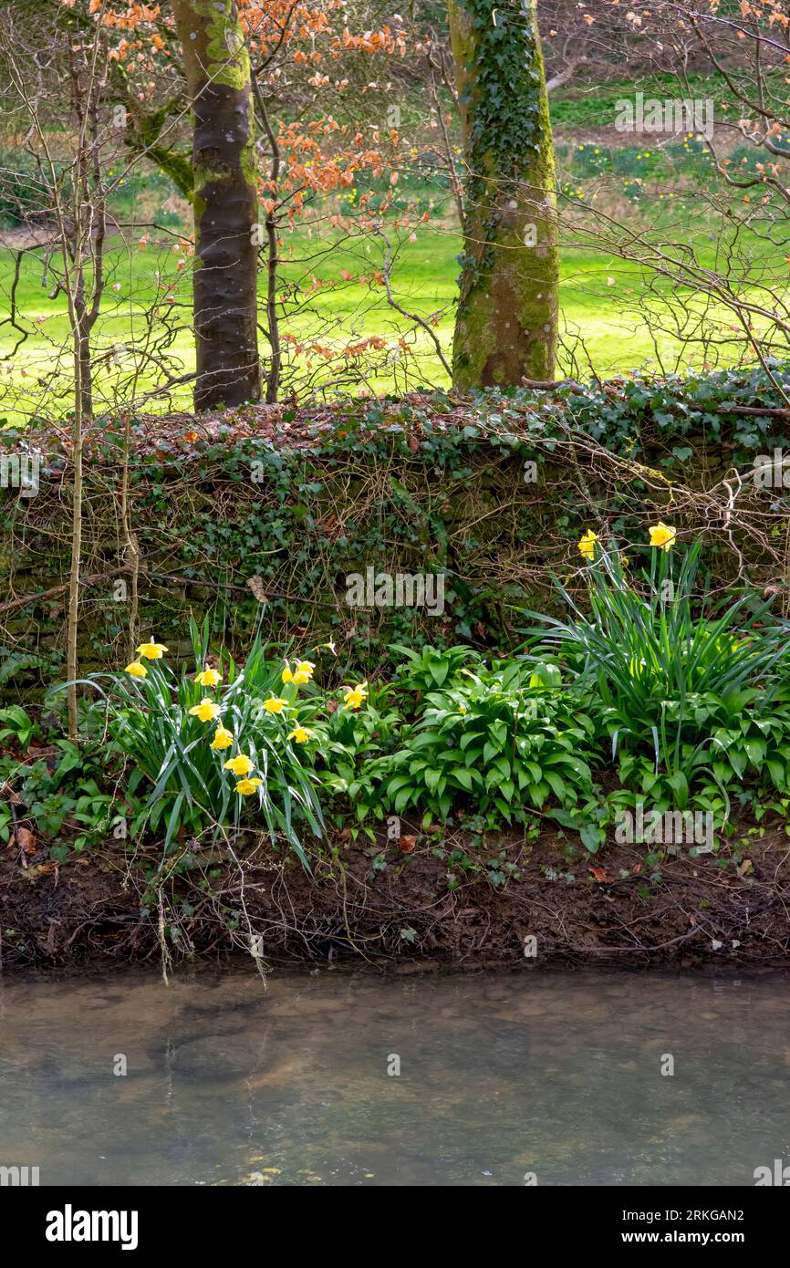 La jonquille fleurit le long de la rivière Bybrook au printemps dans le village de Castle Combe Banque D'Images