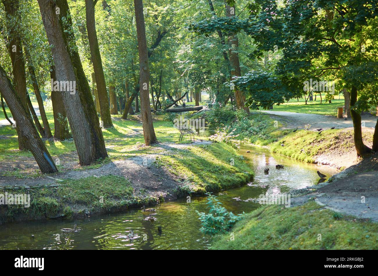 Kharkiv parc Sarzhin yar rivière arbres canards pont en rondins Banque D'Images