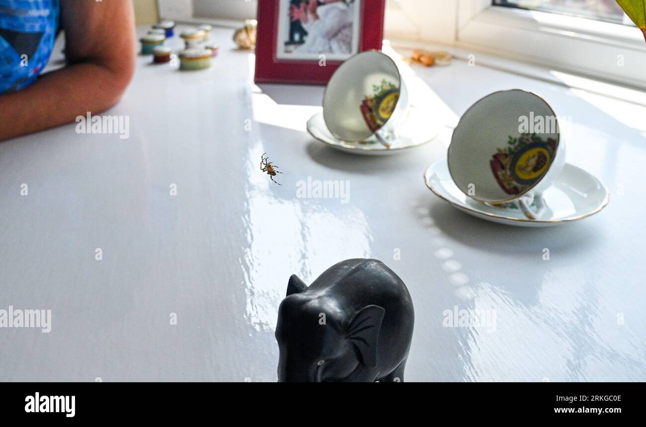 Une petite araignée de maison est suspendue en l'air sur son site Credit Simon Dack Banque D'Images